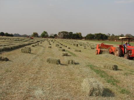 Campo de Feno Paulínia Estância Montagner