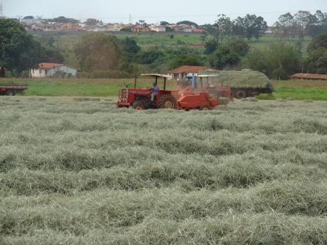 Campo de Feno Sta Cruz das Palmeiras Estância Montagner