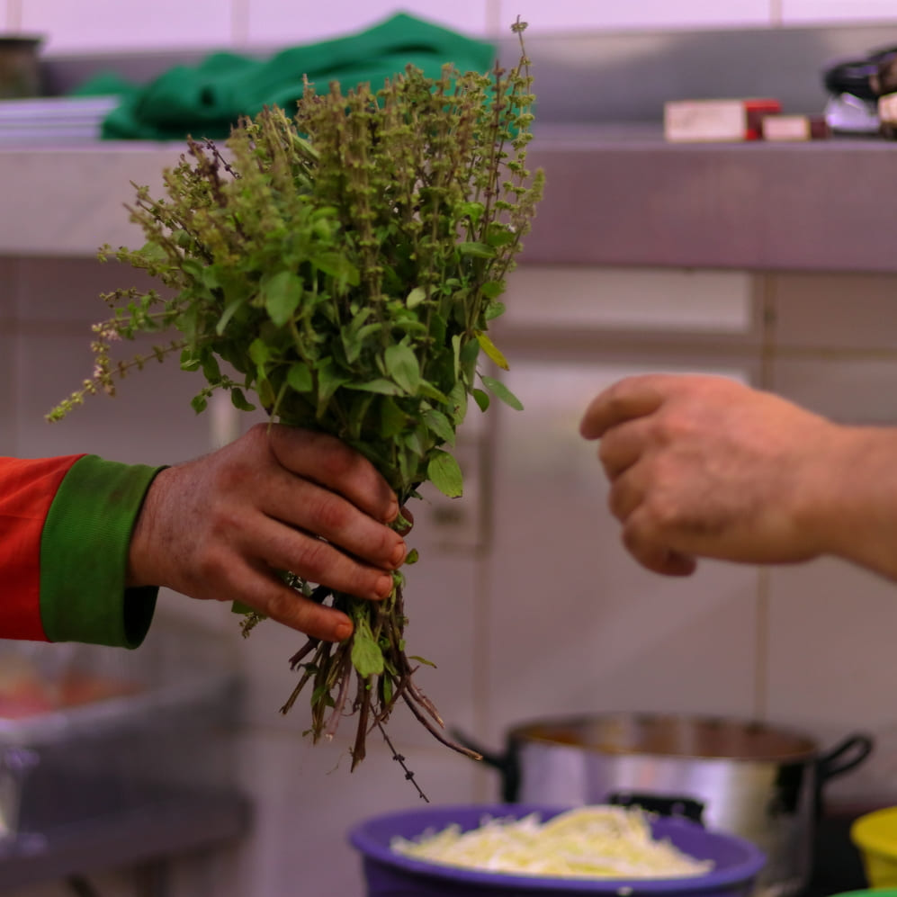 Maço de manjericão direto da roça para a cozinha do restaurante Estância Montagner