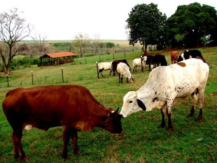 VACAS LEITEIRAS GADO GIR